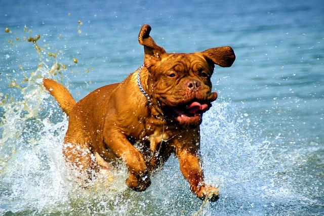 Pet spa case study for muddy coat cleanup and comfort