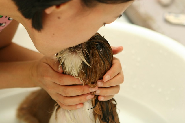 Calm dog grooming slideshow image with worn paper styling